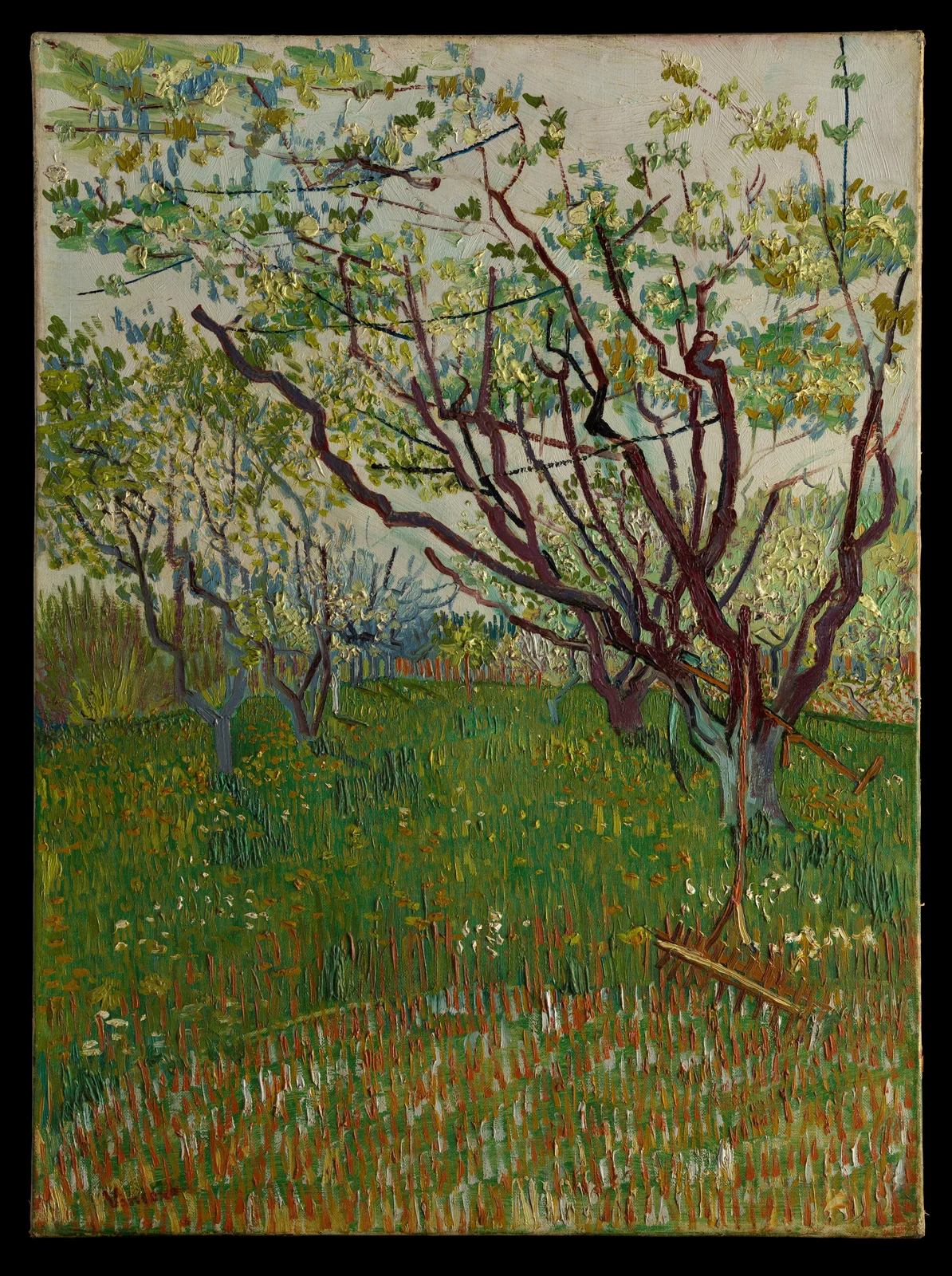 Vincent van Gogh's The Flowering Orchard